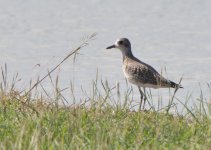 Plover 2 P1140710.jpg