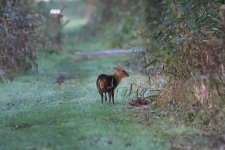 Muntjac.JPG