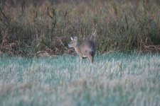 Chinese Water Deer.JPG