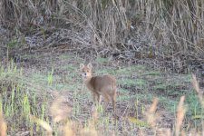 Chinese Water Deer (3).JPG