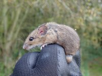 Wood Mouse.JPG