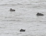 Pochard_Girdle Ness_100819a.jpg