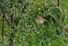 Goldcrest.jpg