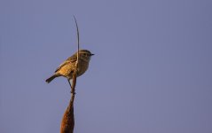 Stonechat 1.jpg