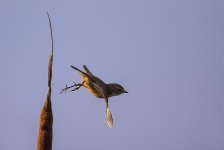 Stonechat 3.jpg