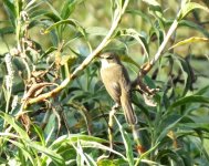 BF Australian Reed Warbler thread.jpg