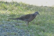 BF Spotted Dove thread.jpg