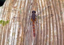 Dragonfly-0292.jpg