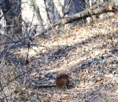 DSC00246 Copper Pheasant @ Karuizawa.jpg