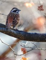 DSC00286 Meadow Bunting @ Karuizawa.jpg