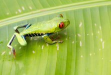 red-eyed-Tree-Frog.jpg