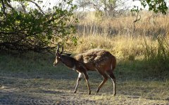 Bushbuck, Moremi (Botswana), July 2019.jpg