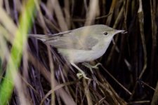 Marsh Warbler, Big Pool. 10 2009x2resized.jpg