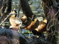 BF Wandering Whistling Duck thread.jpg