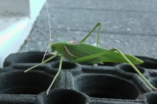 katydid.jpg