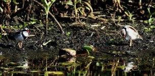 BF Black-fronted Dotterel1 thread.jpg