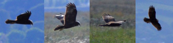 marsh-harrier.jpg