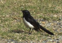 BF Willie Wagtail thread.jpg