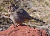 unknown possible Canyon Towhee Nov 22 19 IMGP2124.jpg