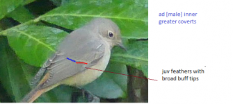 redstart.png