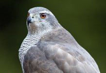 Northern Goshawk.jpg