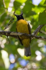 black-crested_bulbul.jpg