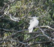 BF Sulphur-crested Cockatoo thread.jpg