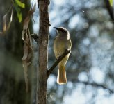 BF Brown Honeyeater thread.jpg