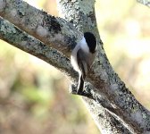 DSC00315 Willow Tit @ Karuizawa.jpg