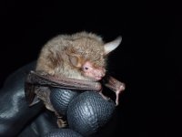 Natterer's Bat.JPG