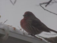 House Finch_3.jpg