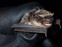 Parti coloured bat (2).JPG