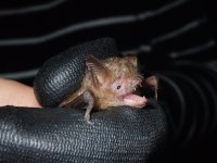 Geoffroy's Bat.jpg