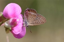 Long-tailed Blue sc 1.jpg