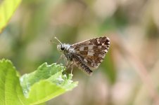 Oberthurs Grizzled Skipper sc 2.jpg