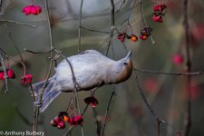 Blackcap-0164.jpg