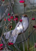 Blackcap-0186.jpg