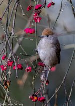 Blackcap-0203.jpg