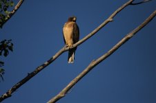 Booted Eagle 14.9.19.jpg