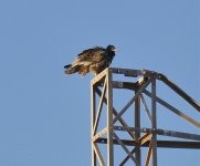 P2120152.jpeg    Imm.Egyptian Vulture on pylon.jpg