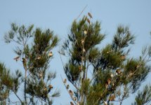 BF Chestnut-breasted Mannikin flock thread.jpg