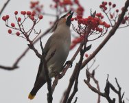 Waxwing_Torry_031119b.jpg