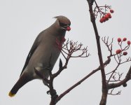 Waxwing_Torry_031119d.jpg