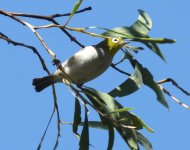 BF Silvereye thread.jpg