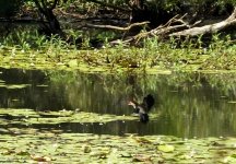 BF Comb-crested Jacana.jpg