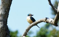 BF Sacred Kingfisher thread.jpg