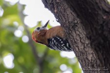 woodpecker.jpg