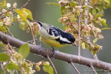 yellow-bellied_tit1.jpg