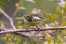 yellow-bellied_tit2.jpg