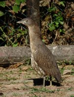 DSC00421 Japanese Night Heron @ Sai Kung CP.jpg